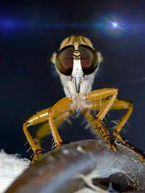 Robber Fly in the moonlight von Michael Moriarty