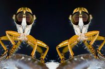 Robber Flies Mirrored Image by Michael Moriarty