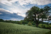 ...before.the.rain... by Katarzyna Körner