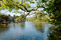 Bakewell Riverside, Through The Branches by Rod Johnson