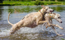 Whippets - Wasserspiele von Chris Berger