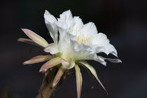 Night blooming Cereus von Michael Moriarty