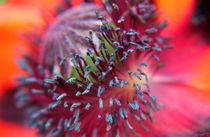 EINBLICK....in die Mohnblume  von haike-hikes