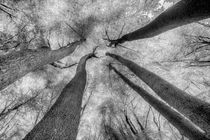 Ghostly Trees Reaching For The Sky by David Pyatt