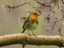 Redbreast Bird by David Dehner