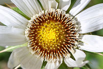 Berkheya cirsiifolia von Bernhard Kaiser