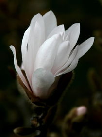 Magnolia von haike-hikes
