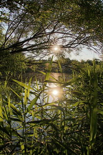 Abendsonne von haike-hikes