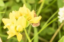 Brauner Falter hinter gelber Blüte von toeffelshop