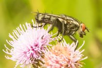 Fliege auf Distelblüte von toeffelshop