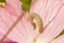 Raupe in rosa Blüte von toeffelshop