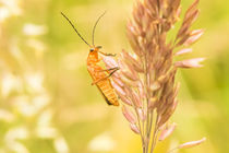 Roter Fliegenkäfer 17 von toeffelshop