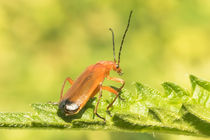 Roter Fliegenkäfer 10 von toeffelshop