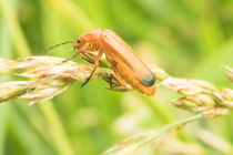 Roter Fliegenkäfer 13 von toeffelshop