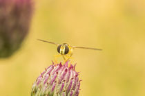 Schwebfliege auf Distelknospe von toeffelshop