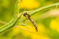 Schwebfliege an Distelstachel von toeffelshop