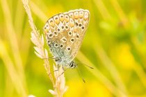 Silber-grüner Bläuling Männchen by toeffelshop