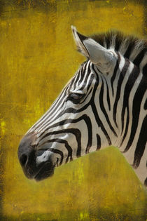 Zebraportrait von hannahhanszen