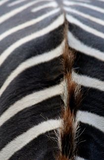 Zebradesign 2 by hannahhanszen