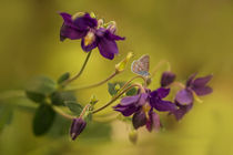 Violet columbines by Jarek Blaminsky