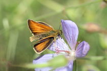 Butterfly  von haike-hikes