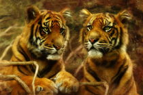 Sumatran Tiger Cubs von Trudi Simmonds