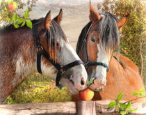 An Apple A Day von Trudi Simmonds