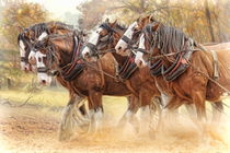 Clydesdales in Harness by Trudi Simmonds