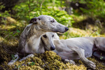 Whippets - Elbenwald von Chris Berger