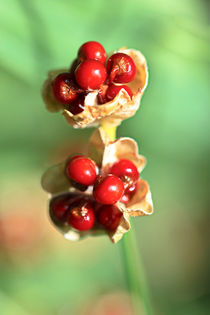 Kleine rote Früchte von Bernhard Kaiser