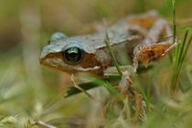 Baby Frosch by leddermann