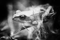 Baby Frosch schwarzweiß von leddermann