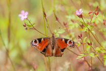 Tagpfauenaugen - Blumenwiese by Peter Eggermann