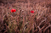 Mohn im Kornfeld versteckt von Franziska Giga Maria