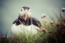 Puffin / Papageientaucher von Doreen Reichmann