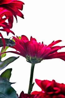 Red Chrysanthemum Flowers von Vicki Field