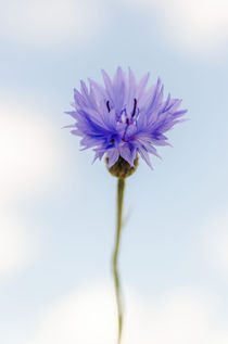 Cornflower by Jeremy Sage