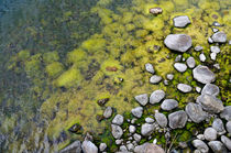 Algea and stones by Leopold Brix