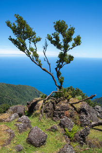 Lorbeerbaum von Stephan Gehrlein