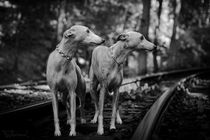 Whippets - Auf Reisen von Chris Berger