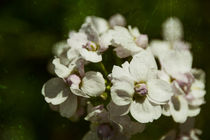 Wiesenschaumkraut von Chris Berger