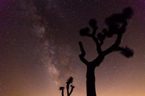 Milky Way, Joshua Tree National Park, USA von geoland