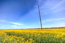 Summer English Farm von David Pyatt