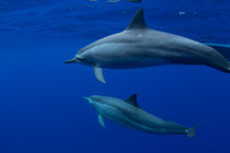 Spinner Dolphins, Delfine von geoland