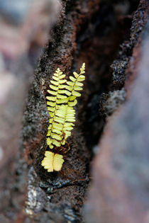 Zartes Pflänzchen in Lava von geoland