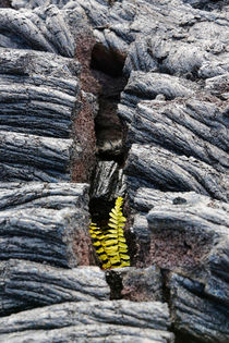 Zartes Pflänzchen in Lava von geoland