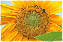  Sunflower  by Sandra  Vollmann