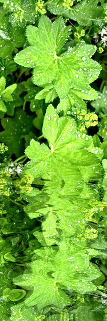 herbal water - Kräuterwasser by Chris Berger