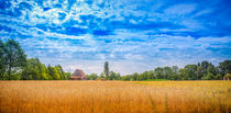 Summer field by Ingo Menhard