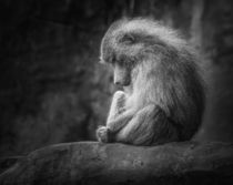 Lonely Monkey by Ingo Menhard